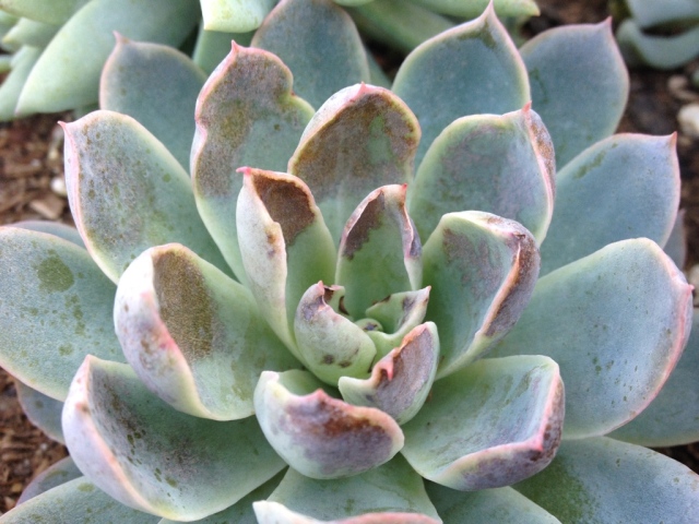 Echeveria lilacina that is hard to even identify. 